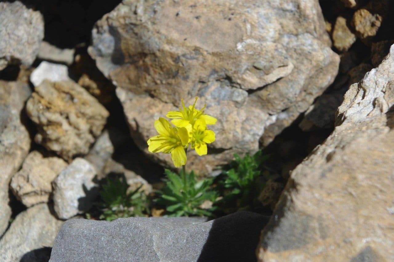 Draba 5