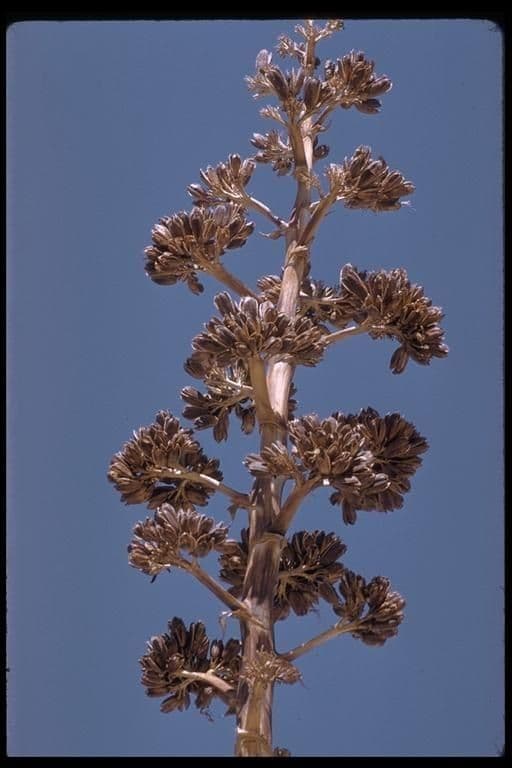 Wüsten-Agave 3