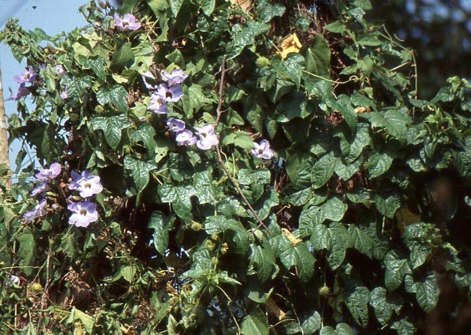 Großblütige Glockenranke 27
