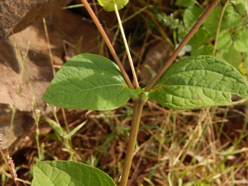 Melampodium 13