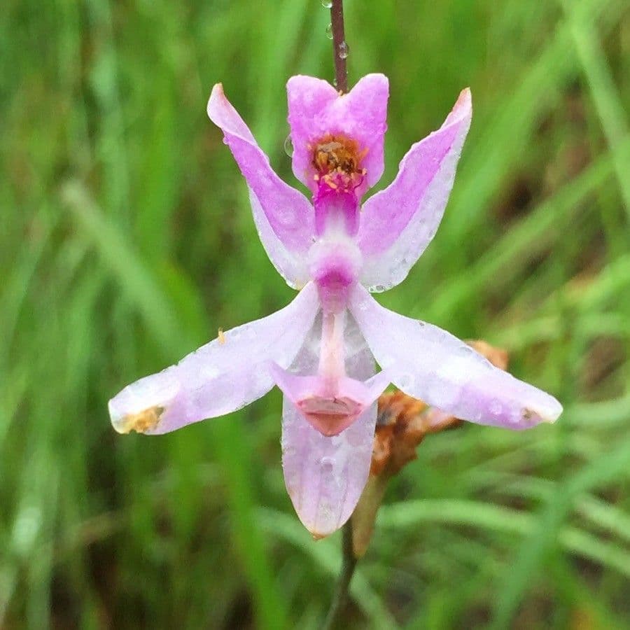 Calopogon pallidus