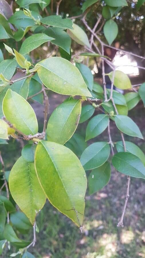 Myrcianthes pungens 6