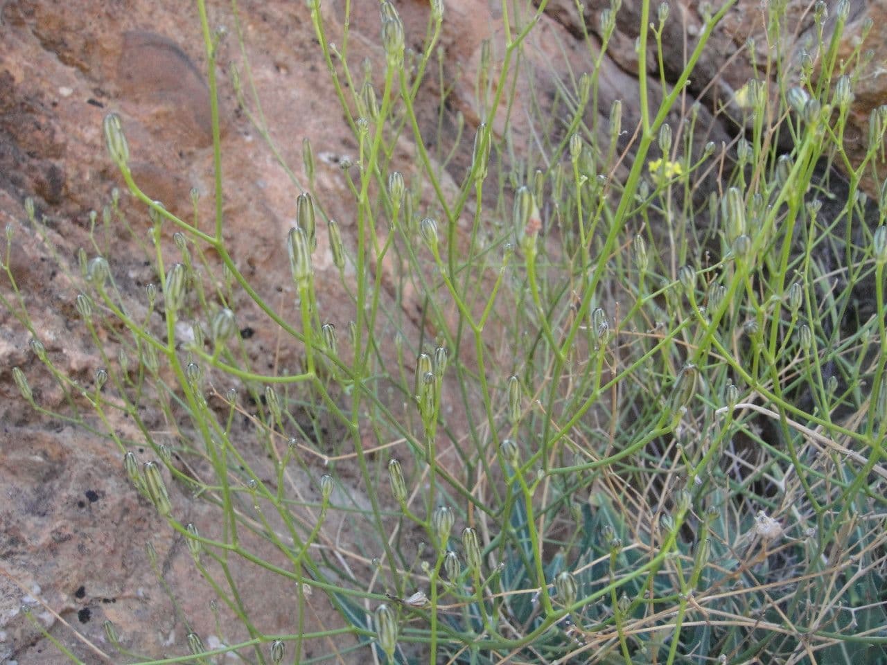 Lattuga lanosa 19