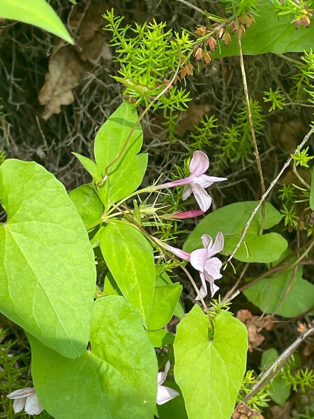 Stephans Jasmin
