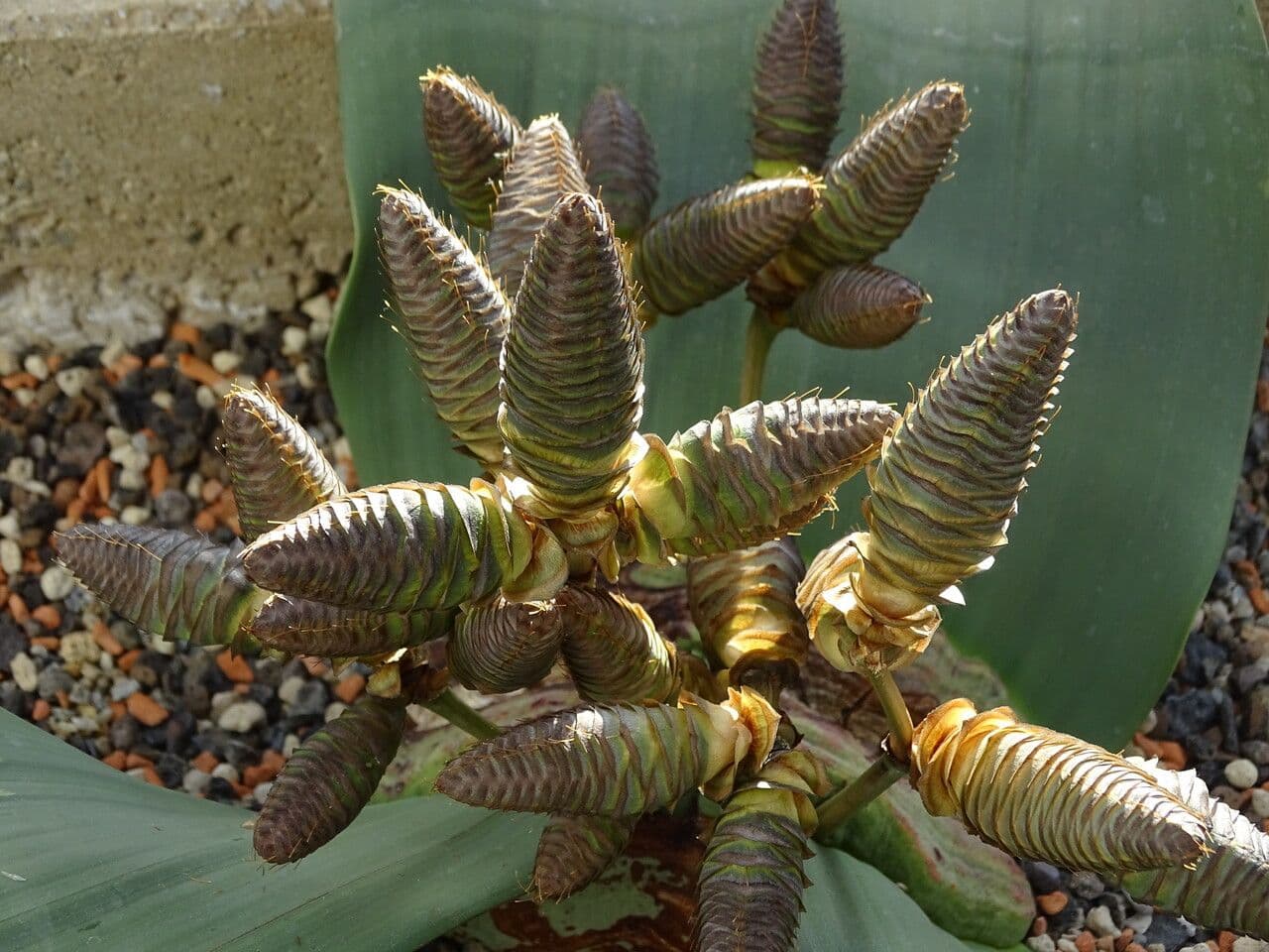 Welwitschia 25