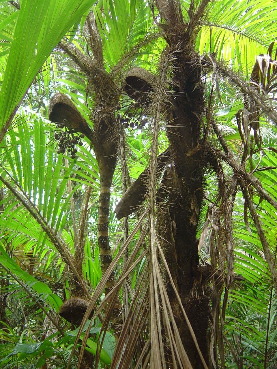 Bactris 6