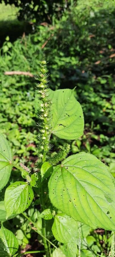 Boechmeria 9