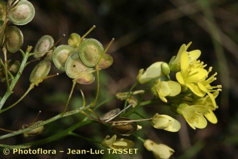 Biscutella arvernensis 24