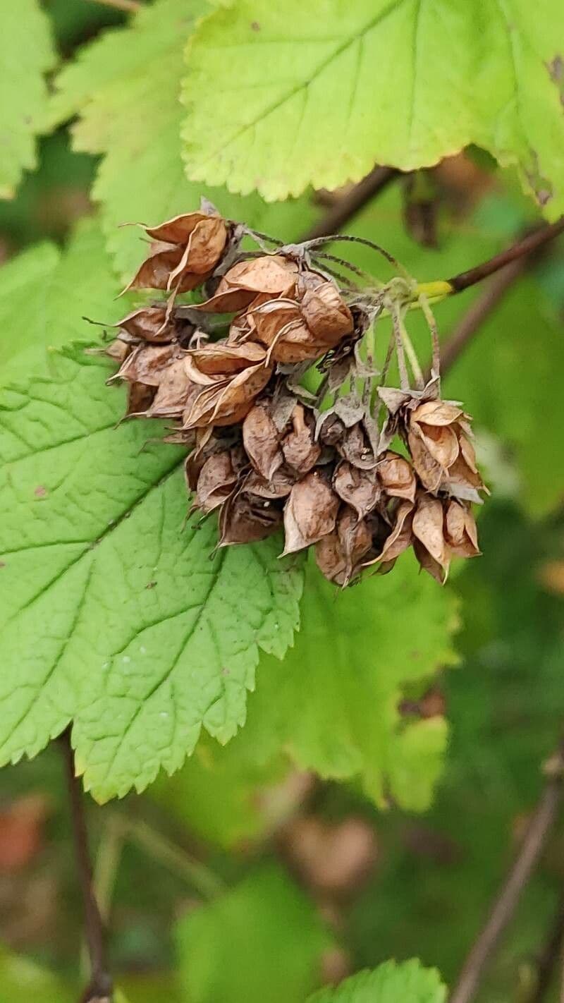 Physocarpus capitatus 26