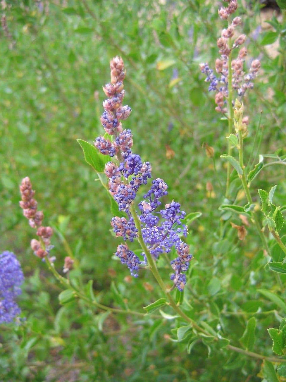Ceanoto blu 4