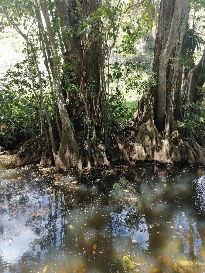 Pterocarpus 24