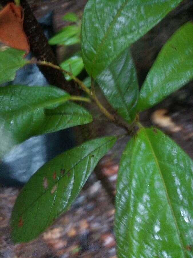 Garckes Sloanea 5