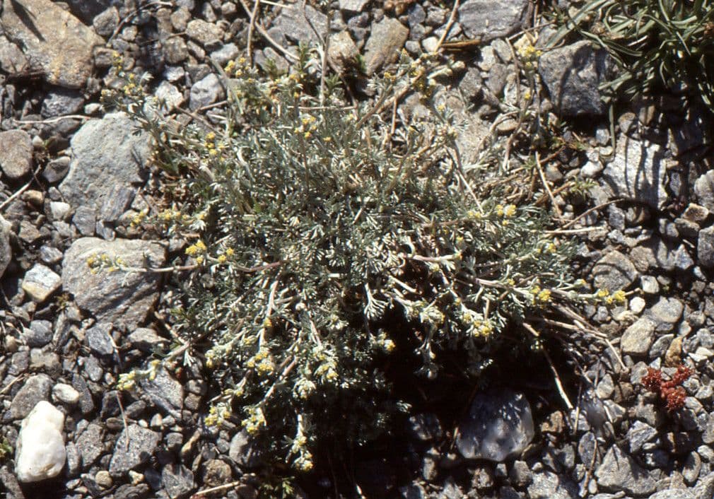 Artemisia glaciale 10