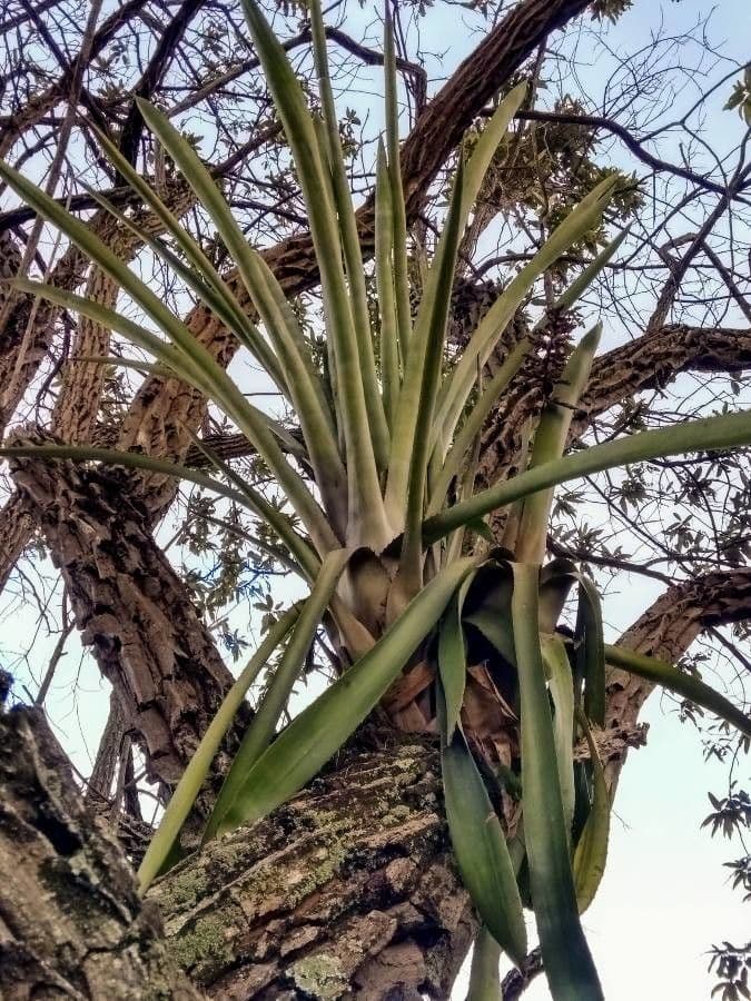 Florida strap airplant