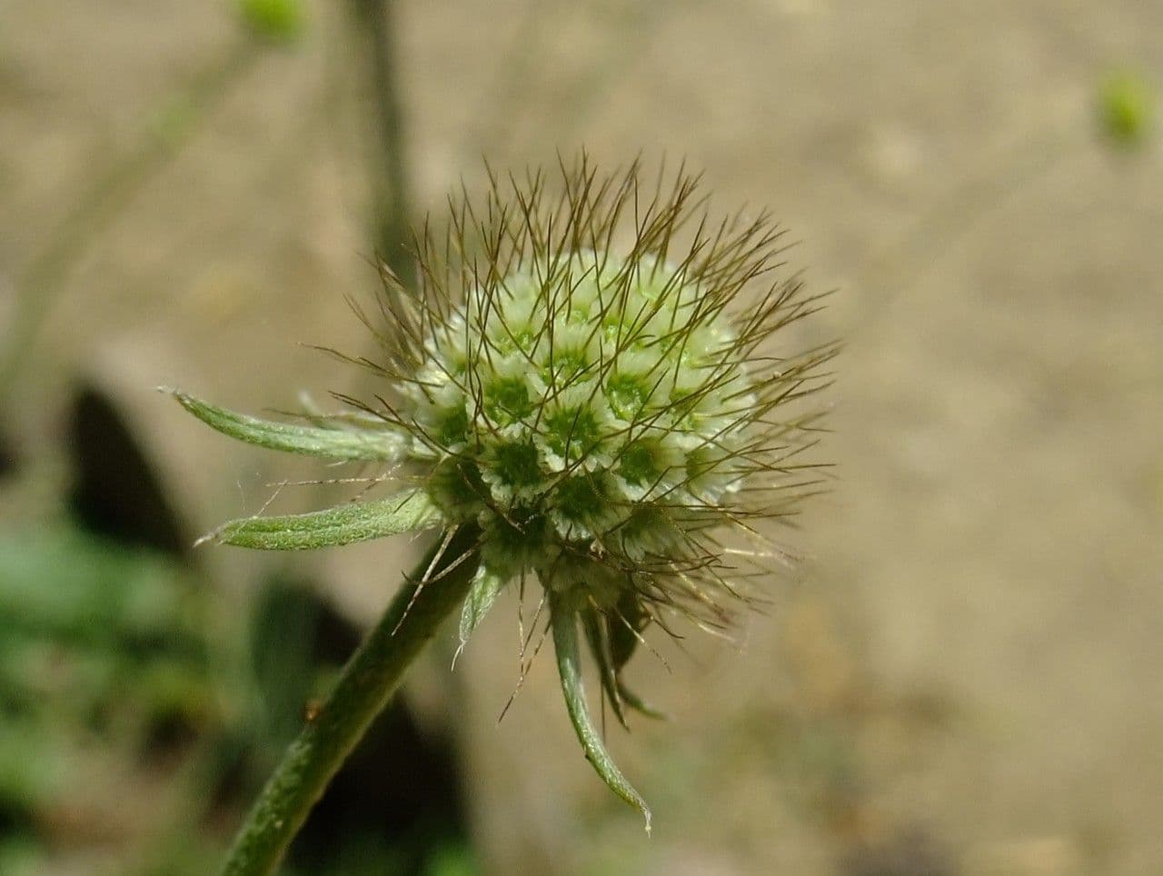 Ockergelber Witwenblumen 5