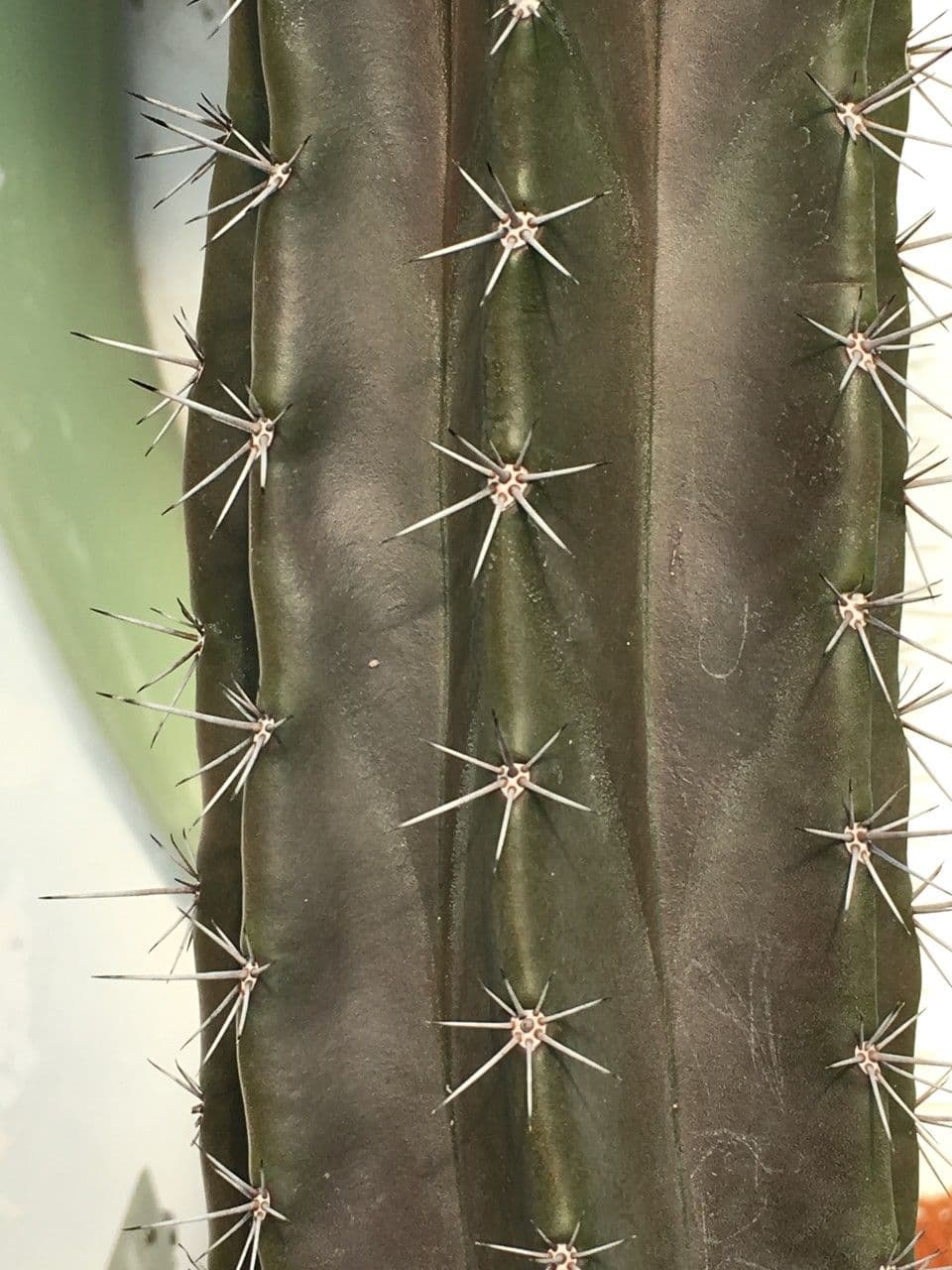 Stenocereus 13