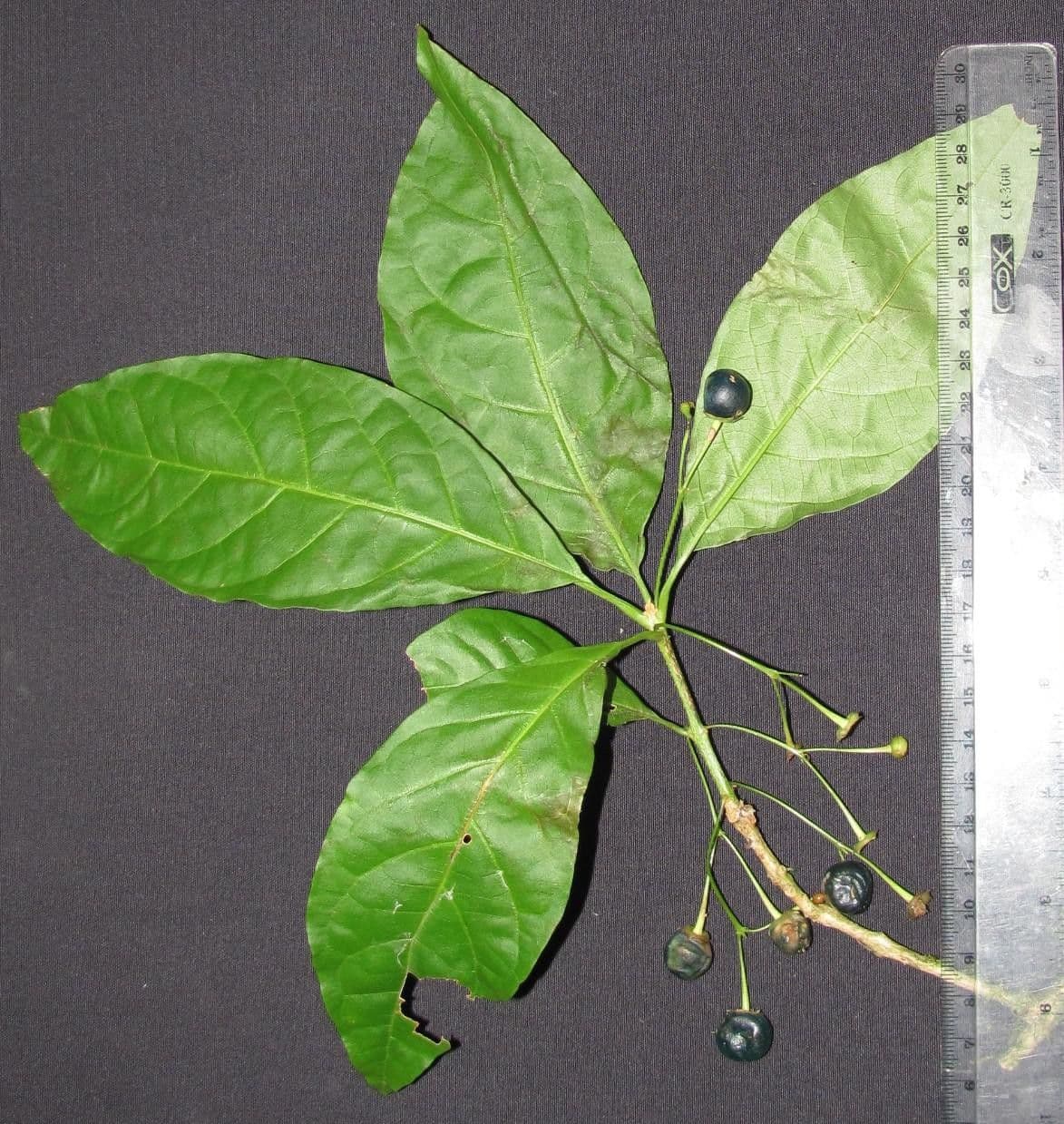 Aegiphila 17