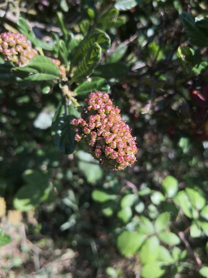Ceanothus thyrsiflorus 4