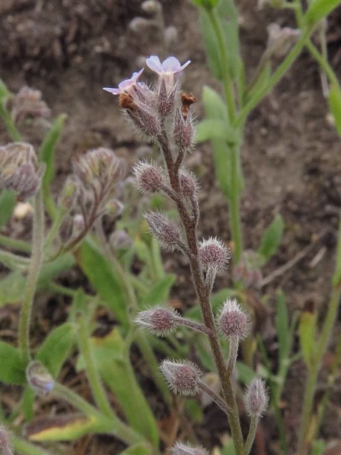 Miosotide ramosissima 5