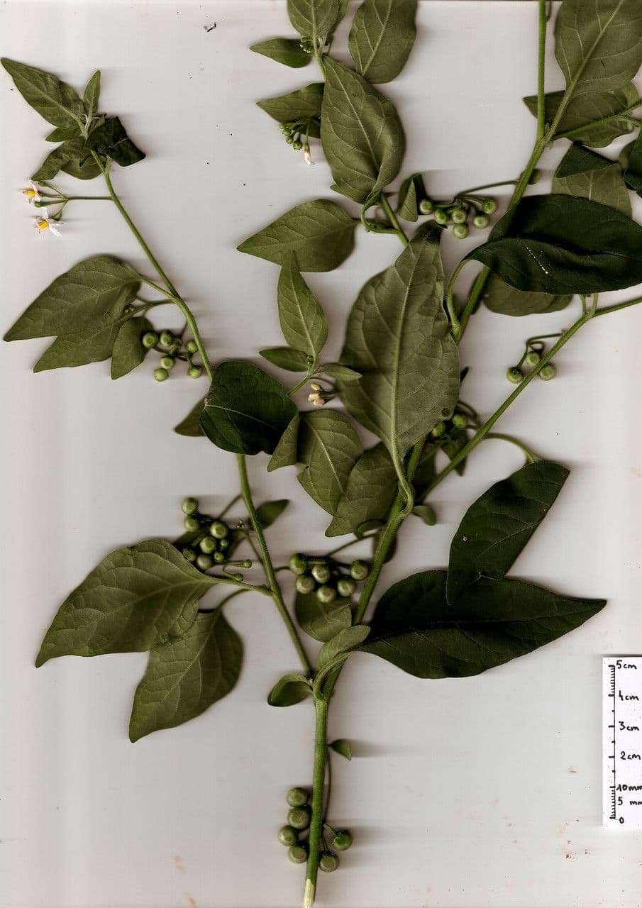 Solanum chenopodioides 29