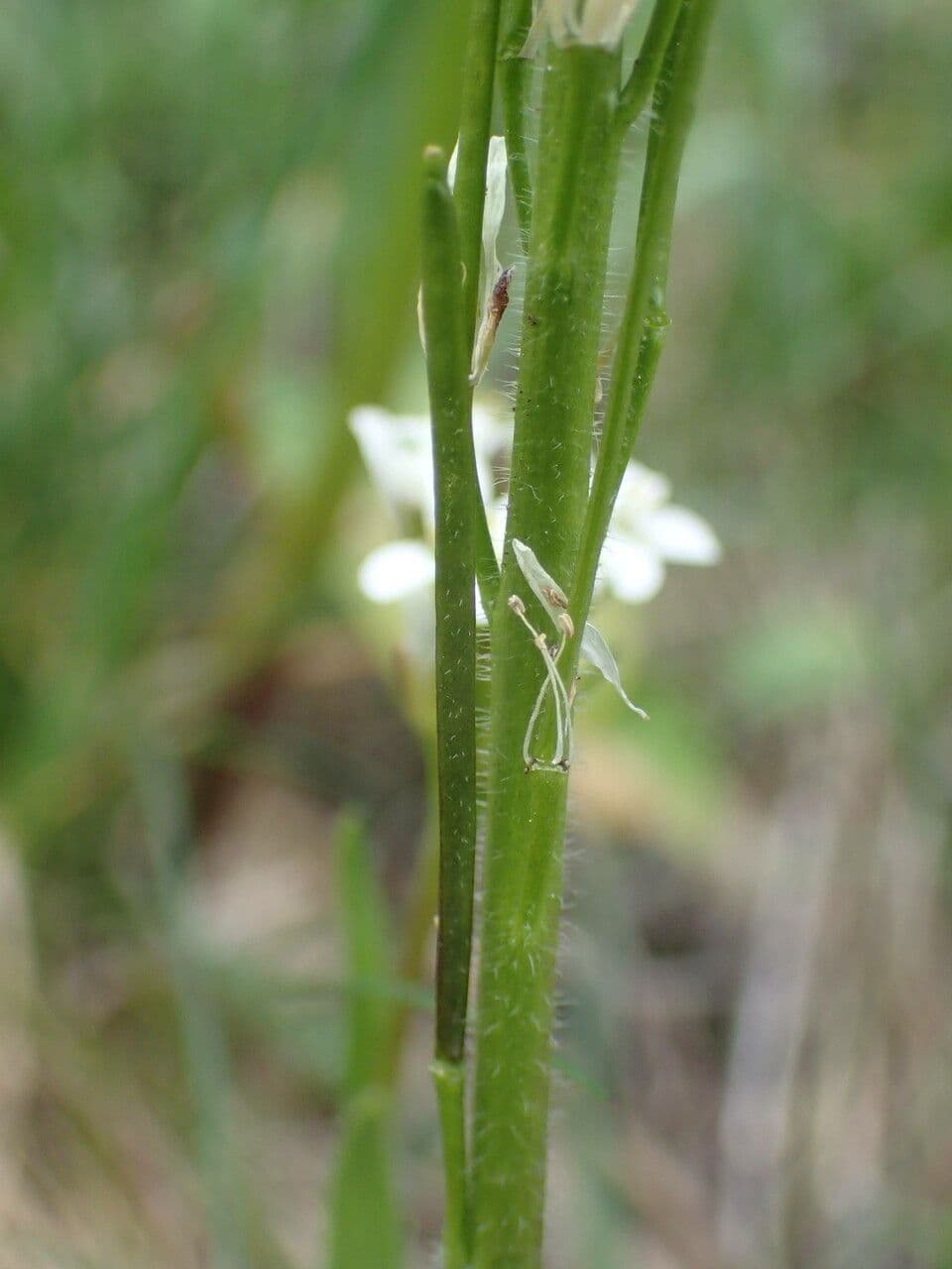 Arabetta irsuta