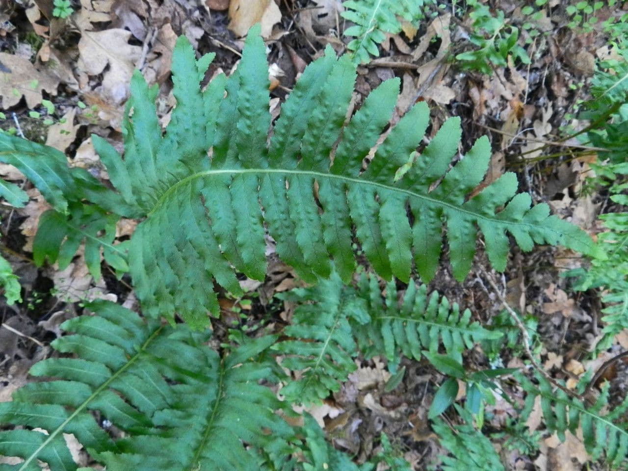 Polypodium californicum 3