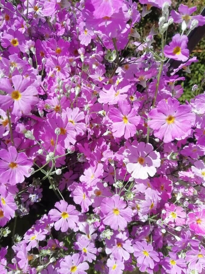 Primula