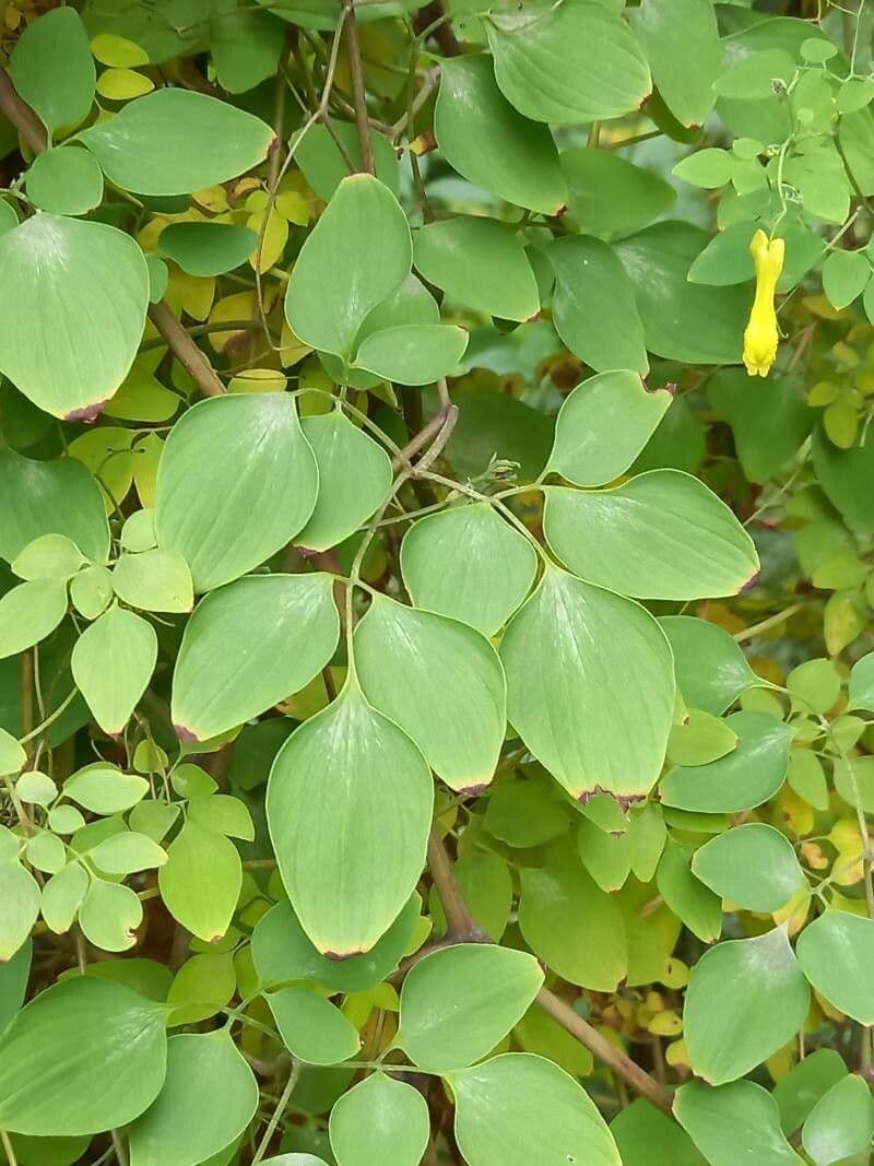 Dactylicapnos 9