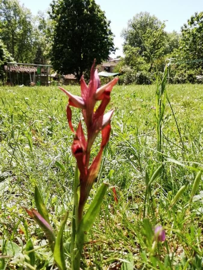 Serapiade vomeracea 17