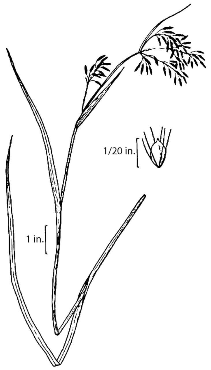 Scirpo pendulo 8