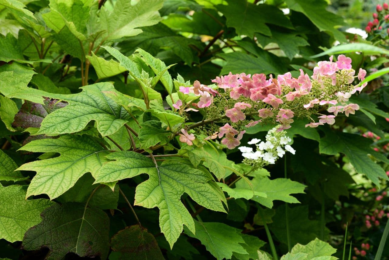 Hortenzie" 7