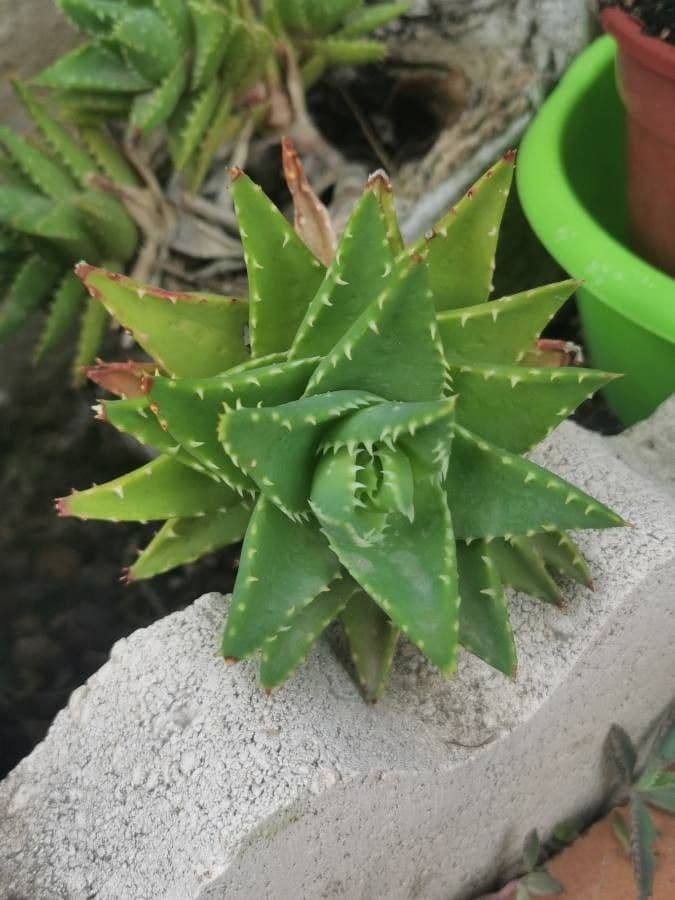 Kurzblättrige Aloe 8