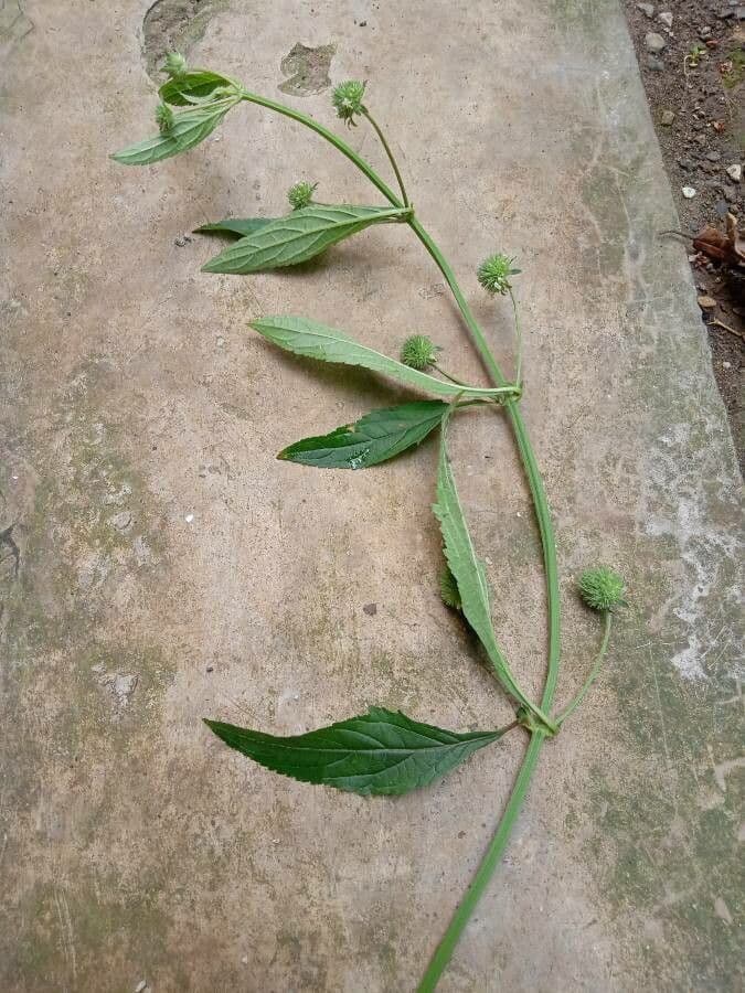 Hyptis capitata 17
