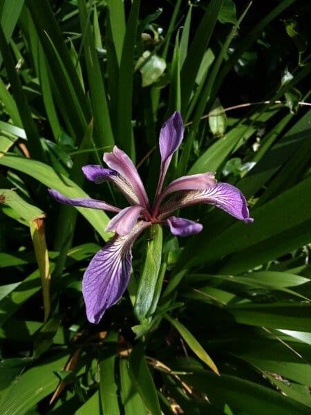Iris fétide 9