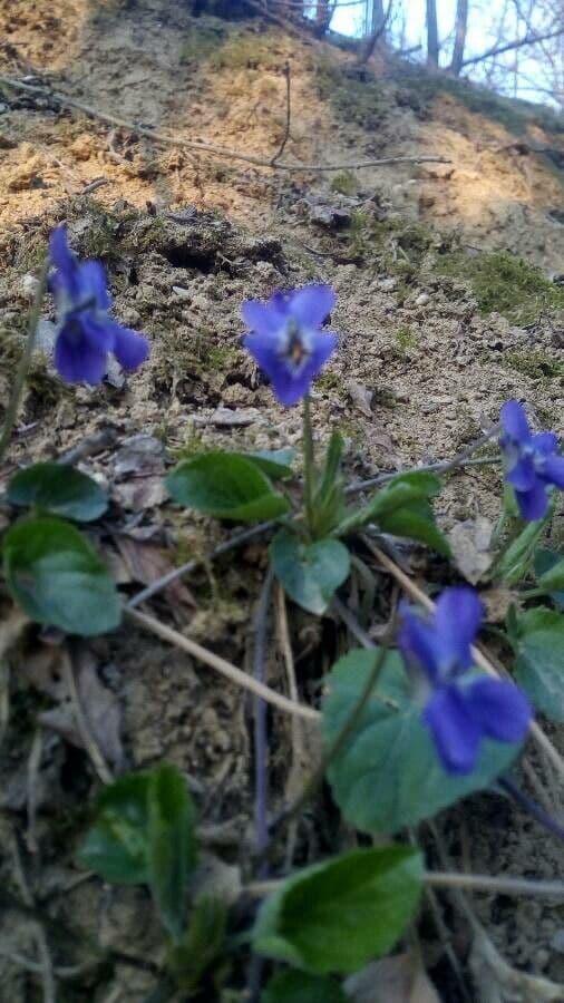 Viola pelosa 25