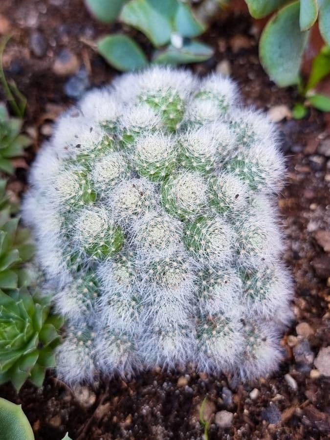 Cactus 7