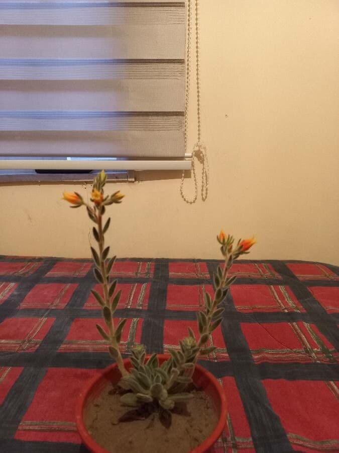 Echeveria 13
