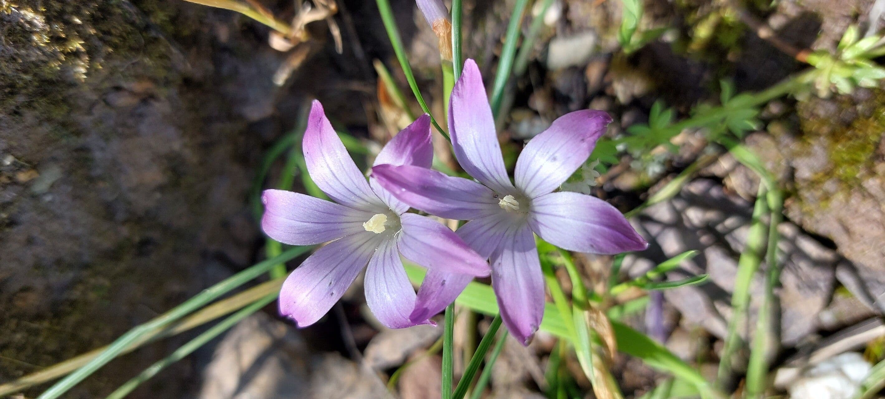 Romulea 3