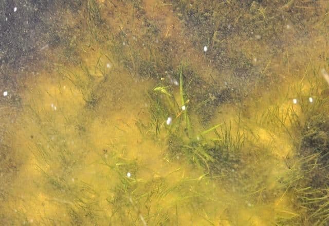 Subularia aquatica 6
