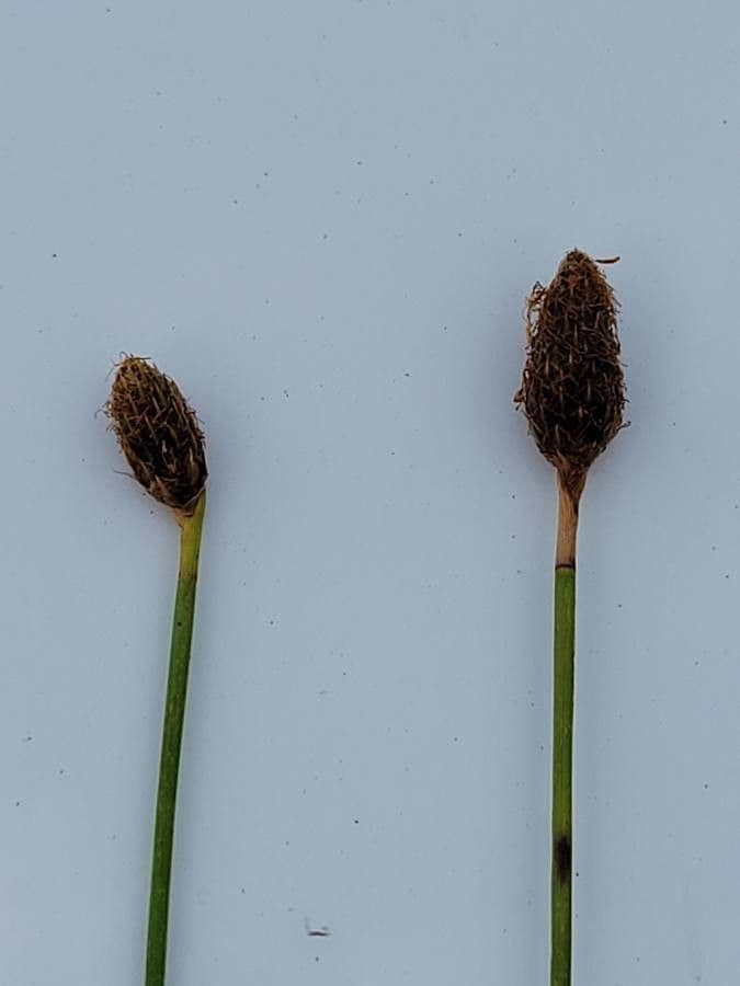 Eleocharis ovata 6