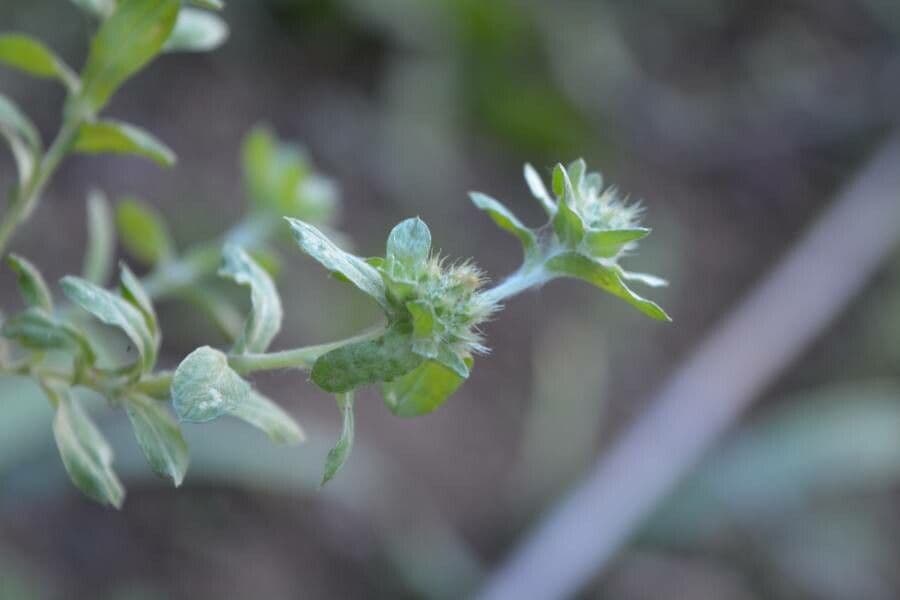 Bambagia spatolata 7