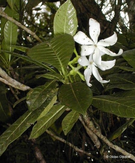 Aubrys Gardenie 8