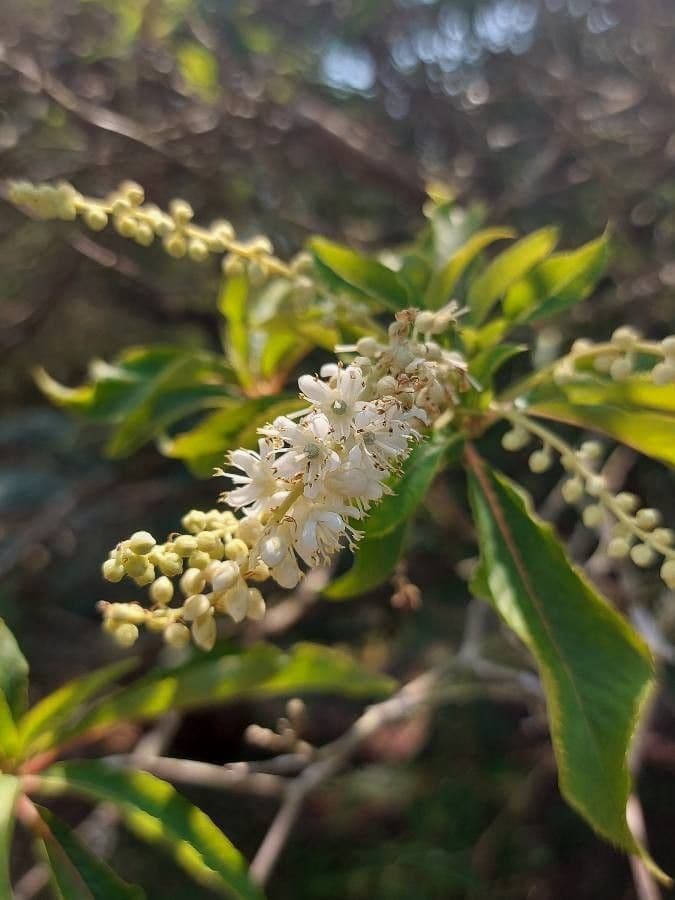 Clethra 7