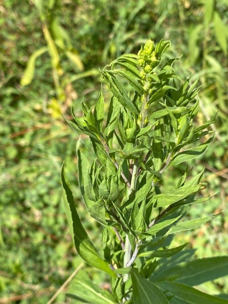 Verga d'oro alta 2