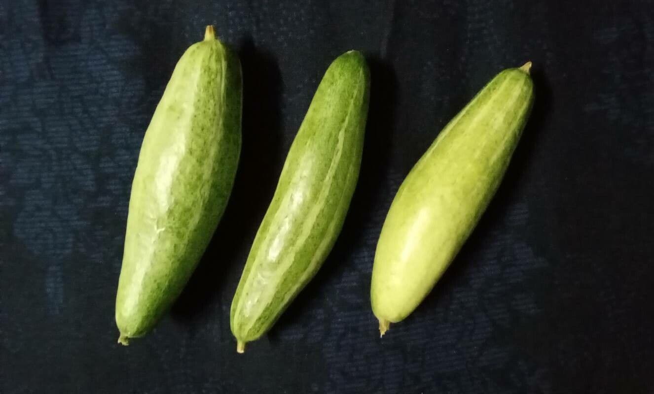Spitzkürbis 3