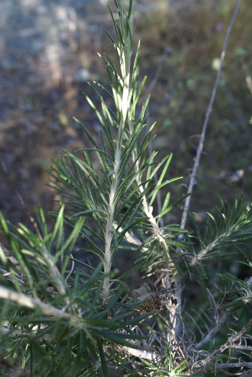 Ptilostemon chamaepeuce 17