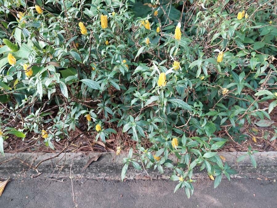 Pachystachys 10