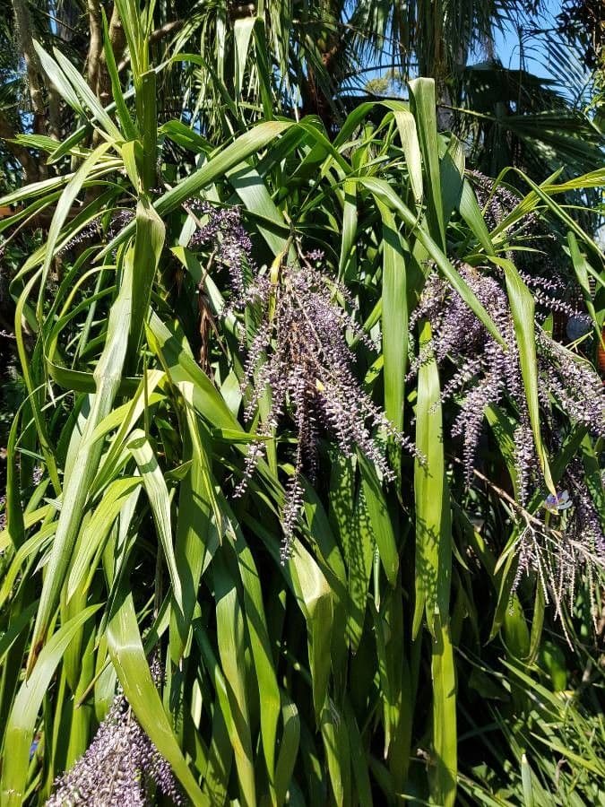 Cordyline stricta 6