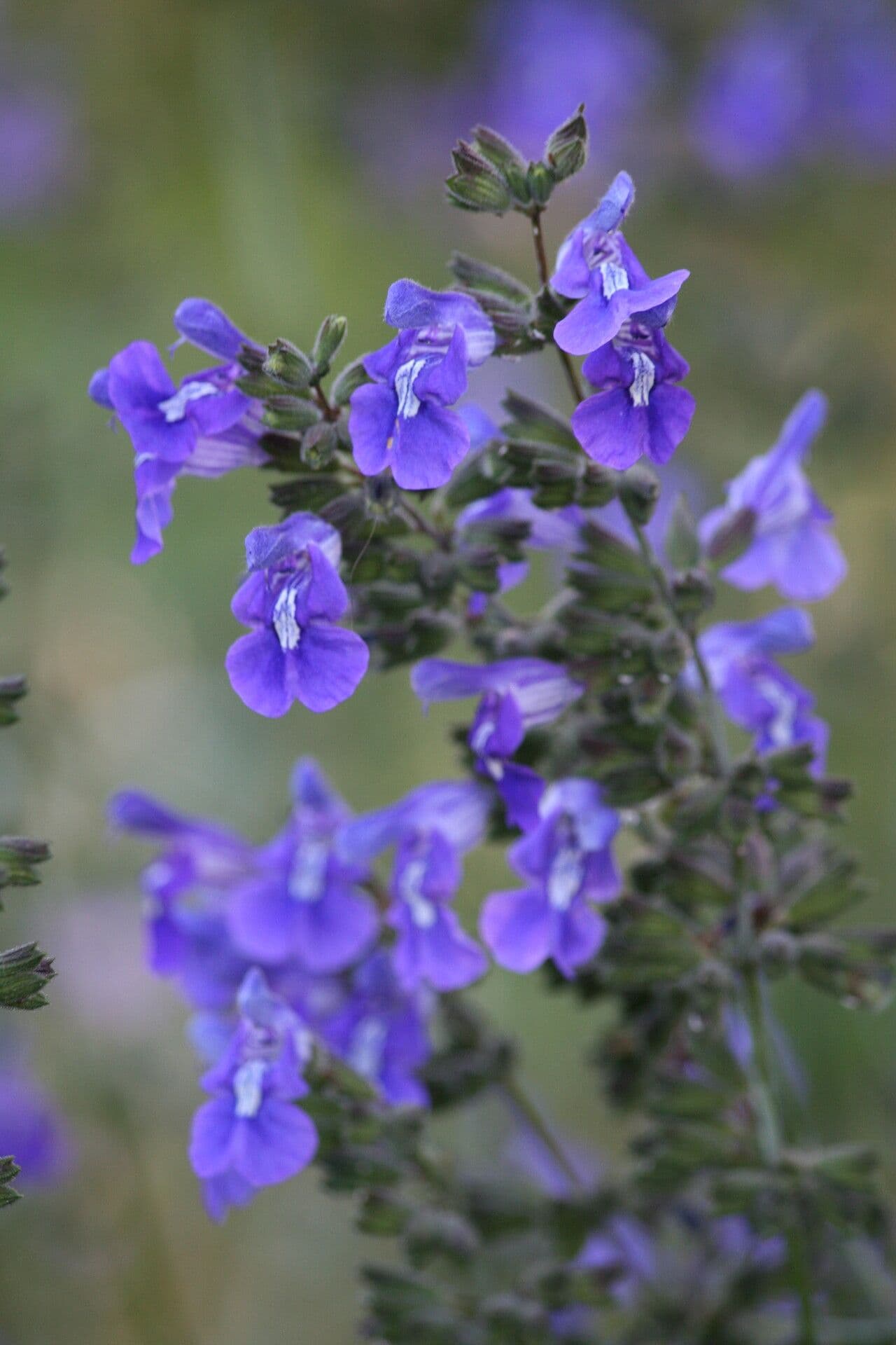 Salvia candelabro