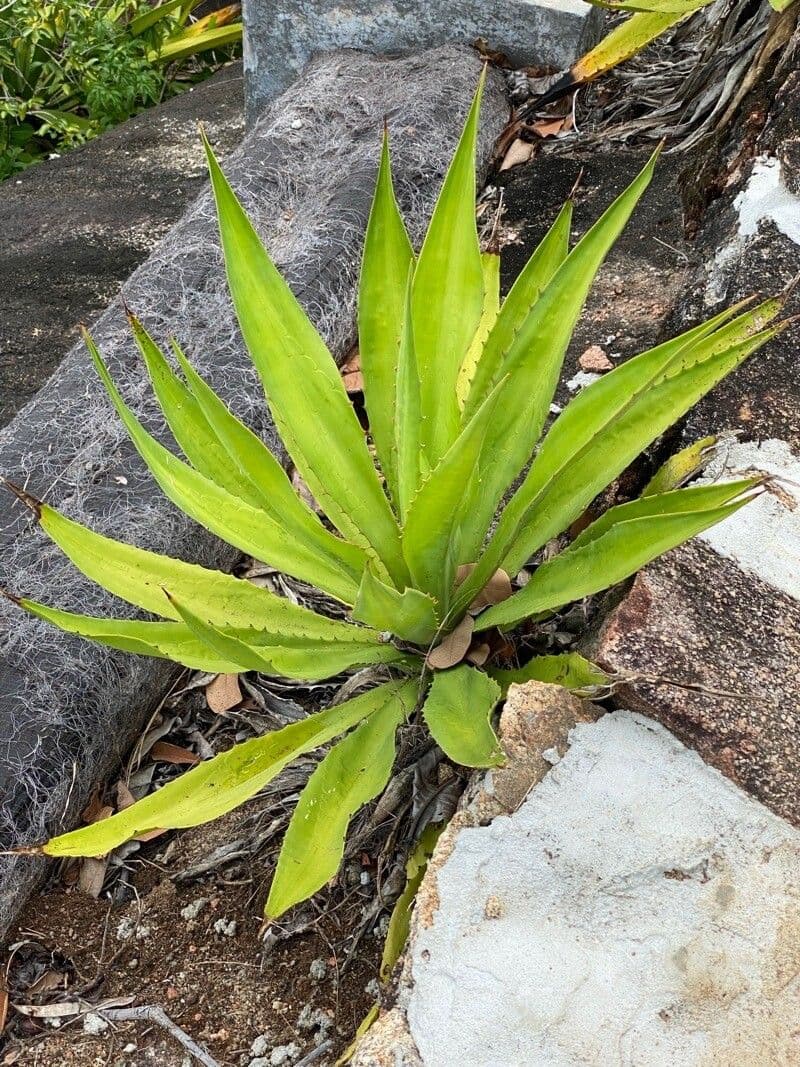 Agave